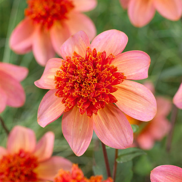 Totally Tangerine Dahlia Bulbs Perennial Growing Bonsai Roots Rhizomes Corms Tubers Potted Planting Reblooming Fragrant Garden Species Blooms Flower Seeds Plant Gardening