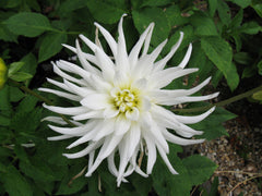 TuTu Dahlia Bulbs Perennial Growing Bonsai Roots Rhizomes Corms Tubers Potted Planting Reblooming Fragrant Garden Species Blooms Flower Seeds Plant Gardening