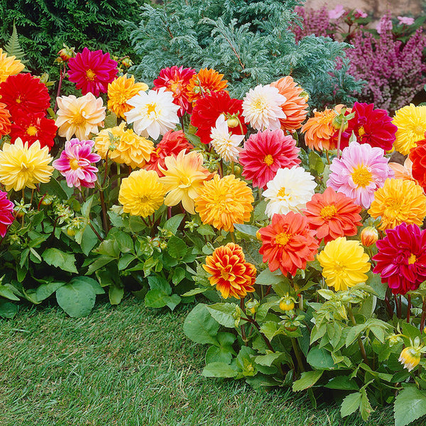 Dwarf Unwin Mixed Dahlia Bulbs Perennial Growing Bonsai Roots Rhizomes Corms Tubers Potted Planting Reblooming Fragrant Garden Species Blooms Flower Seeds Plant Gardening