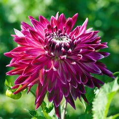 Vancouver Dahlia Bulbs Perennial Growing Bonsai Roots Rhizomes Corms Tubers Potted Planting Reblooming Fragrant Garden Species Blooms Flower Seeds Plant Gardening