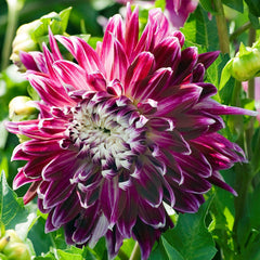 Vancouver Dahlia Bulbs Perennial Growing Bonsai Roots Rhizomes Corms Tubers Potted Planting Reblooming Fragrant Garden Species Blooms Flower Seeds Plant Gardening