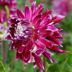 Pink Champagne Collection Dahlia Bulbs Perennial Growing Bonsai Roots Rhizomes Corms Tubers Potted Planting Reblooming Fragrant Garden Species Blooms Flower Seeds Plant Gardening