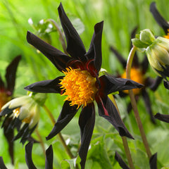 Dahlia Verrones Obsidian Bulbs Perennial Growing Bonsai Roots Rhizomes Corms Tubers Potted Planting Reblooming Fragrant Garden Species Blooms Flower Seeds Plant Gardening