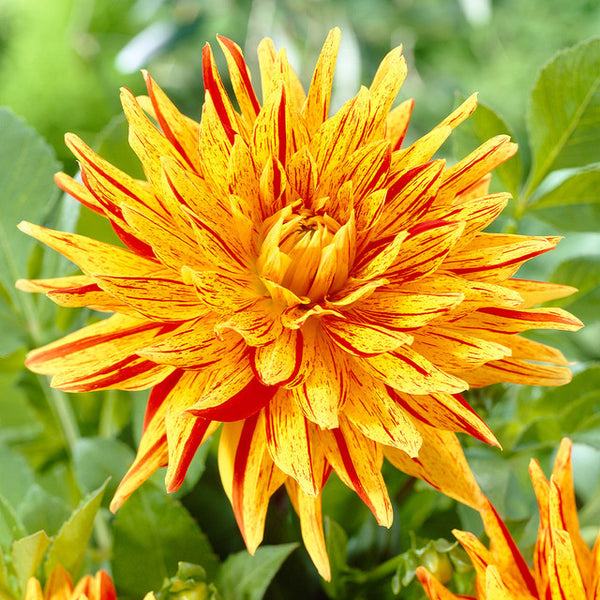 Striped Vulcan Dahlia Bulbs Perennial Growing Bonsai Roots Rhizomes Corms Tubers Potted Planting Reblooming Fragrant Garden Species Blooms Flower Seeds Plant Gardening