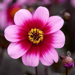 Wishes and Dreams Dahlia Bulbs Perennial Growing Bonsai Roots Rhizomes Corms Tubers Potted Planting Reblooming Fragrant Garden Species Blooms Flower Seeds Plant Gardening