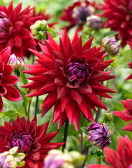 Wittemans Best Dahlia Bulbs Perennial Growing Bonsai Roots Rhizomes Corms Tubers Potted Planting Reblooming Fragrant Garden Species Blooms Flower Seeds Plant Gardening