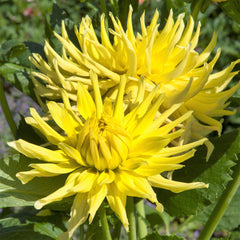 Yellow Star Dahlia Bulbs Perennial Growing Bonsai Roots Rhizomes Corms Tubers Potted Planting Reblooming Fragrant Garden Species Blooms Flower Seeds Plant Gardening
