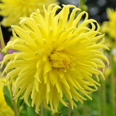 Yellow Star Dahlia Bulbs Perennial Growing Bonsai Roots Rhizomes Corms Tubers Potted Planting Reblooming Fragrant Garden Species Blooms Flower Seeds Plant Gardening