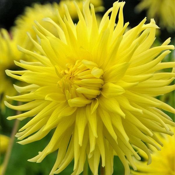 Yellow Star Dahlia Bulbs Perennial Growing Bonsai Roots Rhizomes Corms Tubers Potted Planting Reblooming Fragrant Garden Species Blooms Flower Seeds Plant Gardening