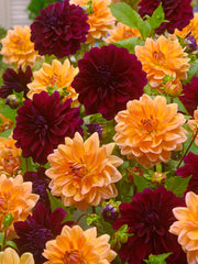 Dahlia Apricot Desire Bulbs Perennial Growing Bonsai Roots Rhizomes Corms Tubers Potted Planting Reblooming Fragrant Garden Species Blooms Flower Seeds Plant Gardening