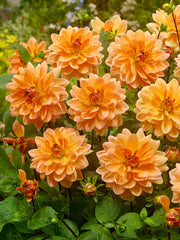 Dahlia Apricot Desire Bulbs Perennial Growing Bonsai Roots Rhizomes Corms Tubers Potted Planting Reblooming Fragrant Garden Species Blooms Flower Seeds Plant Gardening