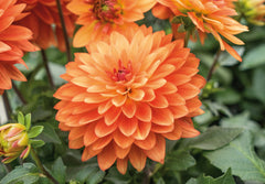 Maxi Emilio Dahlia Bulbs Perennial Growing Bonsai Roots Rhizomes Corms Tubers Potted Planting Reblooming Fragrant Garden Species Blooms Flower Seeds Plant Gardening