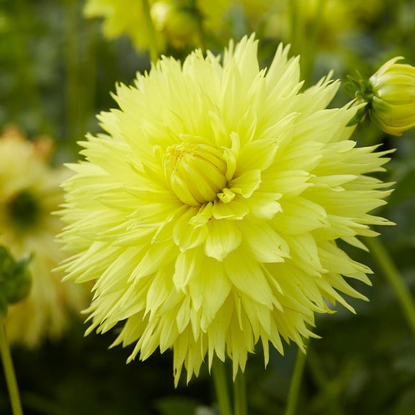 Dahlia Hale Bopp Bulbs Perennial Growing Bonsai Roots Rhizomes Corms Tubers Potted Planting Reblooming Fragrant Garden Species Blooms Flower Seeds Plant Gardening