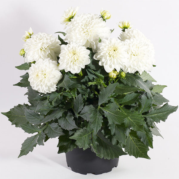 Maxi Lopez Dahlia Bulbs Perennial Growing Bonsai Roots Rhizomes Corms Tubers Potted Planting Reblooming Fragrant Garden Species Blooms Flower Seeds Plant Gardening