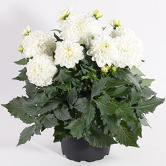 Maxi Lopez Dahlia Bulbs Perennial Growing Bonsai Roots Rhizomes Corms Tubers Potted Planting Reblooming Fragrant Garden Species Blooms Flower Seeds Plant Gardening
