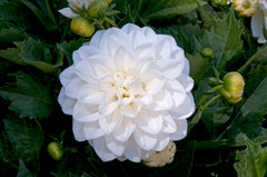 Maxi Lopez Dahlia Bulbs Perennial Growing Bonsai Roots Rhizomes Corms Tubers Potted Planting Reblooming Fragrant Garden Species Blooms Flower Seeds Plant Gardening