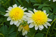 Freya's Paso Doble Dahlia Bulbs Perennial Growing Bonsai Roots Rhizomes Corms Tubers Potted Planting Reblooming Fragrant Garden Species Blooms Flower Seeds Plant Gardening