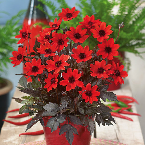 Pulp Fiction Dahlia Bulbs Perennial Growing Bonsai Roots Rhizomes Corms Tubers Potted Planting Reblooming Fragrant Garden Species Blooms Flower Seeds Plant Gardening
