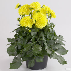 Maxi Sonora Dahlia Bulbs Perennial Growing Bonsai Roots Rhizomes Corms Tubers Potted Planting Reblooming Fragrant Garden Species Blooms Flower Seeds Plant Gardening