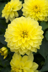 Maxi Sonora Dahlia Bulbs Perennial Growing Bonsai Roots Rhizomes Corms Tubers Potted Planting Reblooming Fragrant Garden Species Blooms Flower Seeds Plant Gardening
