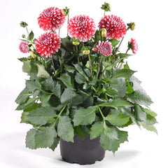 Dahlia Maxi Tampico Bulbs Perennial Growing Bonsai Roots Rhizomes Corms Tubers Potted Planting Reblooming Fragrant Garden Species Blooms Flower Seeds Plant Gardening