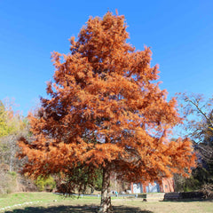 Dawn Redwood