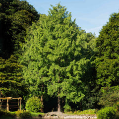 Dawn Redwood