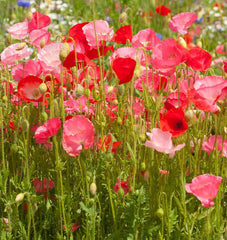 Deer Resistant Blend