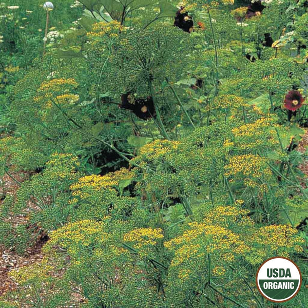 Dill, Bouquet Organic Seeds, 700mg