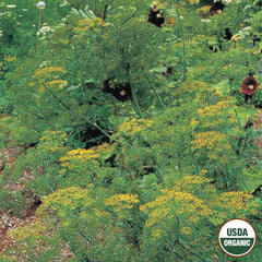 Dill, Bouquet Organic Seeds, 700mg