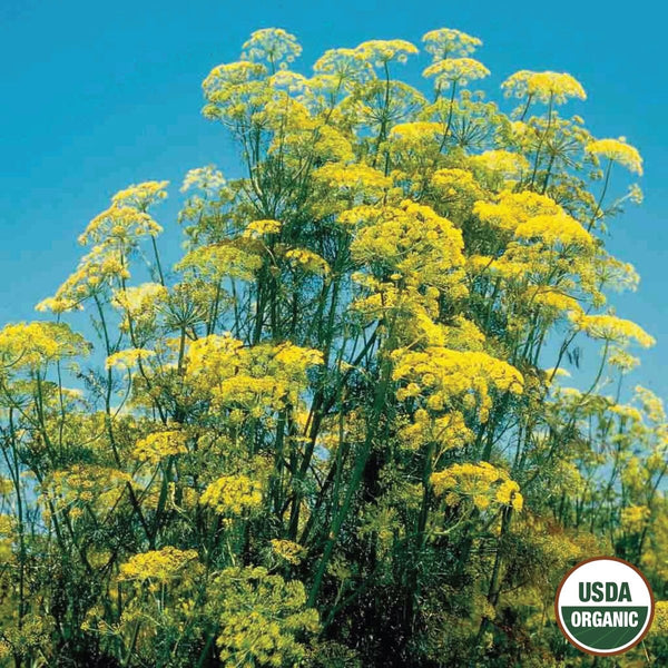 Dill, Mammoth Organic Seeds, 1.4g