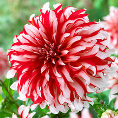 Dinner Plate Dahlia Collection Bulbs Perennial Growing Bonsai Roots Rhizomes Corms Tubers Potted Planting Reblooming Fragrant Garden Species Blooms Flower Seeds Plant Gardening