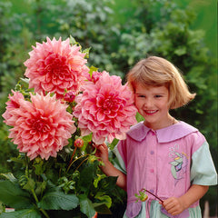 Dinner Plate Dahlia Collection Bulbs Perennial Growing Bonsai Roots Rhizomes Corms Tubers Potted Planting Reblooming Fragrant Garden Species Blooms Flower Seeds Plant Gardening