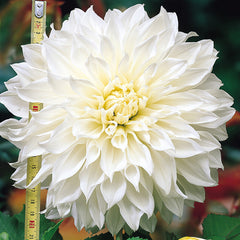 Dinner Plate Dahlia Collection Bulbs Perennial Growing Bonsai Roots Rhizomes Corms Tubers Potted Planting Reblooming Fragrant Garden Species Blooms Flower Seeds Plant Gardening