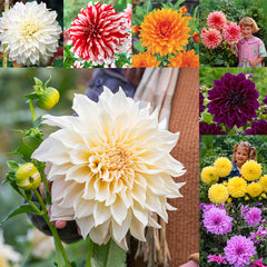 Dinner Plate Dahlia Collection Bulbs Perennial Growing Bonsai Roots Rhizomes Corms Tubers Potted Planting Reblooming Fragrant Garden Species Blooms Flower Seeds Plant Gardening