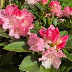 Alpine Azalea Seeds  Rare Species
