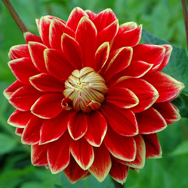 Dutch Carnival Dahlia Bulbs Perennial Growing Bonsai Roots Rhizomes Corms Tubers Potted Planting Reblooming Fragrant Garden Species Blooms Flower Seeds Plant Gardening