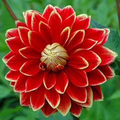 Dutch Carnival Dahlia Bulbs Perennial Growing Bonsai Roots Rhizomes Corms Tubers Potted Planting Reblooming Fragrant Garden Species Blooms Flower Seeds Plant Gardening