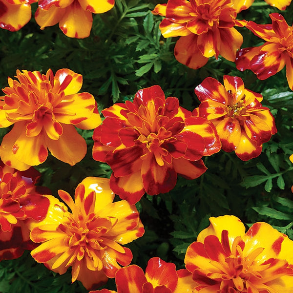 Marigold, Dwarf Bolero Seeds, 600mg