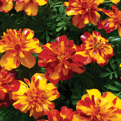 Marigold, Dwarf Bolero Seeds, 600mg