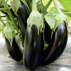 Turkish Delight Eggplant