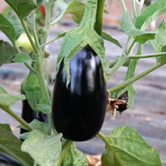 Gaudi Eggplant