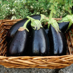 Gaudi Eggplant