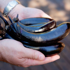 Millionaire Eggplant