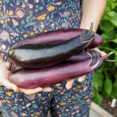Millionaire Eggplant