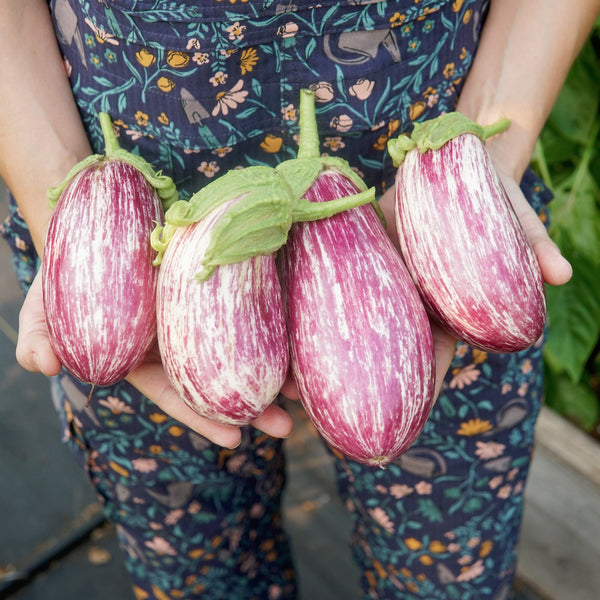 Listada De Gandia Eggplant