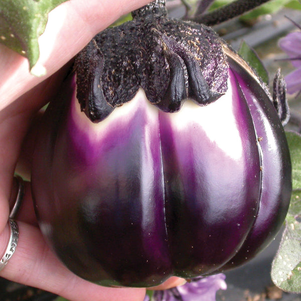 Prosperosa Eggplant