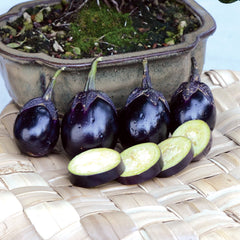 Patio Baby Eggplant