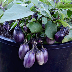 Patio Baby Eggplant