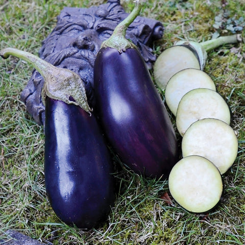 Traviata Eggplant
